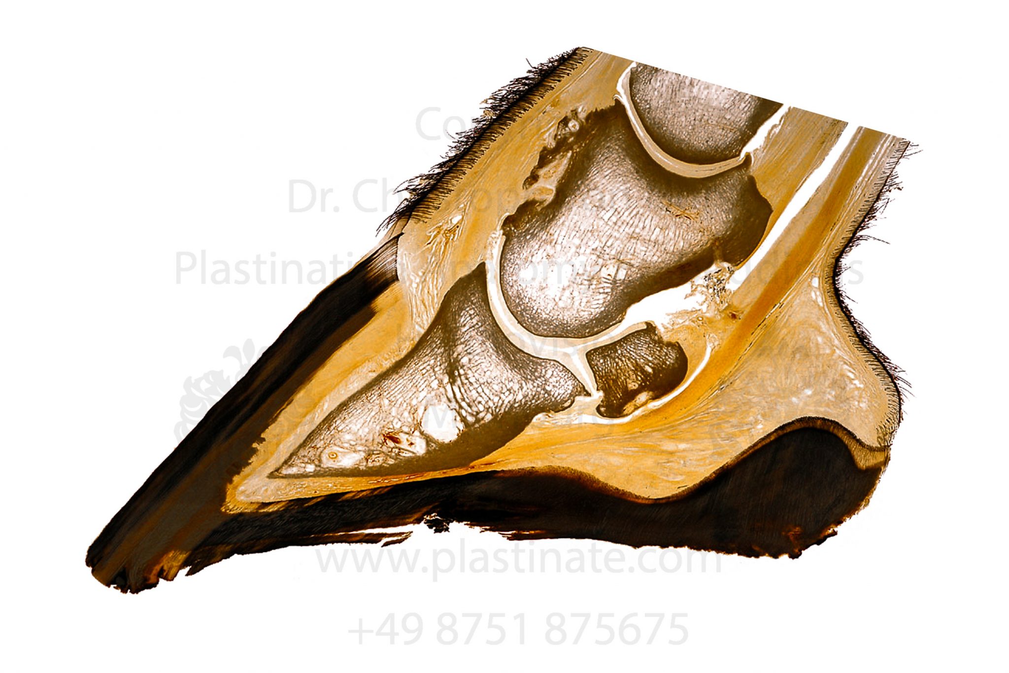 Horse navicular syndrome pathology Plastination Anatomy Embedding
