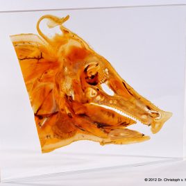 Scheibenplastinat Schweinkopf