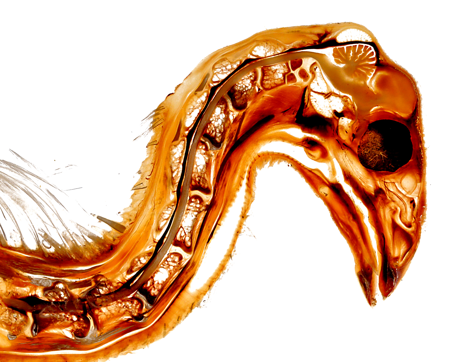 Turkey archives plastination anatomy embedding