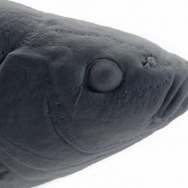 Tench lateral organ print