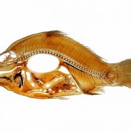 Carp fish anatomy specimen print