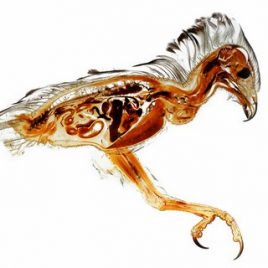 Bird of prey honey buzzard print