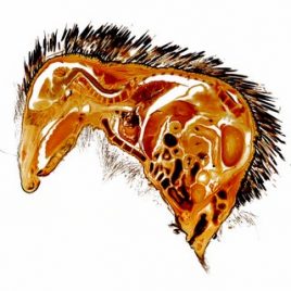 Igel Anatomie Morphologie
