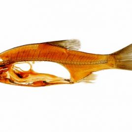 Fish section anatomy print