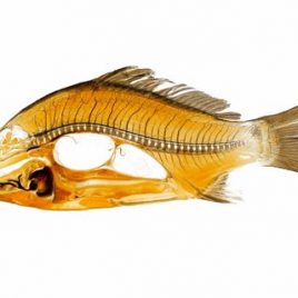Fish heart, brain, air bladder anatomy print