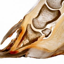 Hufrehe doppelte Wand Pathologie