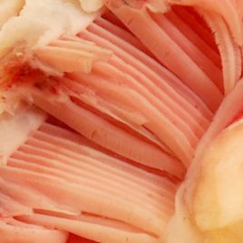 Fish gills wet specimen image print