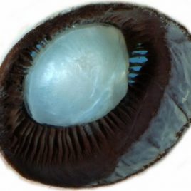 Eye, lens and ciliary body print