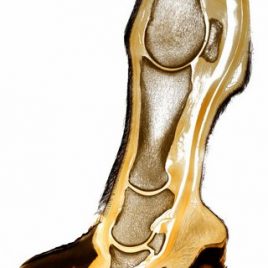 Pathologie chronische Hufrehe