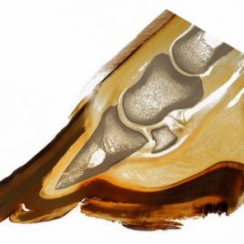 Hufanatomie Schnittpräparat Foto