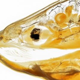 Fish head anatomy print