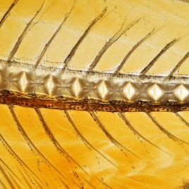 Fish mesocopic detail view
