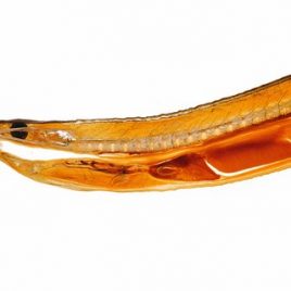 Fish eel morphology print