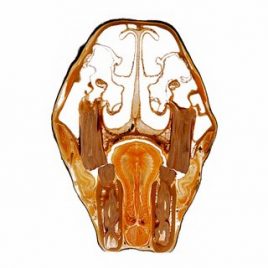 Equine head nasal sinus anatomy