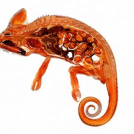 Cameleon reptile anatomy print