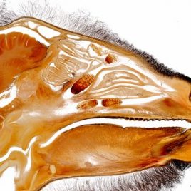 Sheep head with Oestrinae larvae