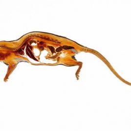 Rat with mating plug anatomy print