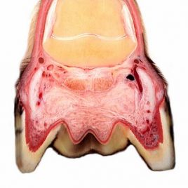 Anatomie Strahlkissen Huf