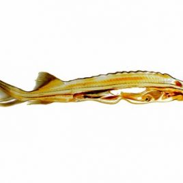 Sturgeon section anatomy print