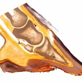 Anatomie Hufpolster Blutversorgung