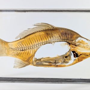 Plastinat Fischanatomie im Längsschnitt