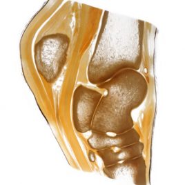 Equine hock joint anatomy print