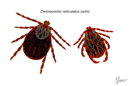 morphology specimen