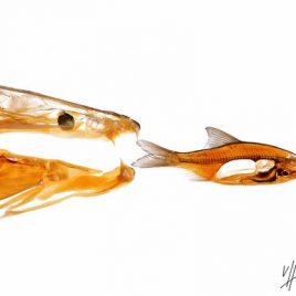 Hunting fish sectional insights