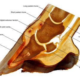 Lehrtafel Anatomie Huf englisch