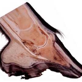 Anatomie der Pferdezehe Fotodruck