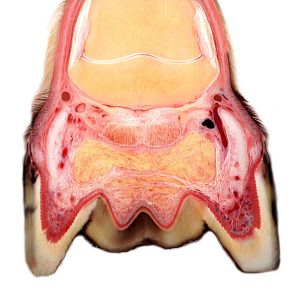 equine foot digital cushion and hoof cartilage