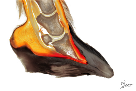 hoof anatomy specimen