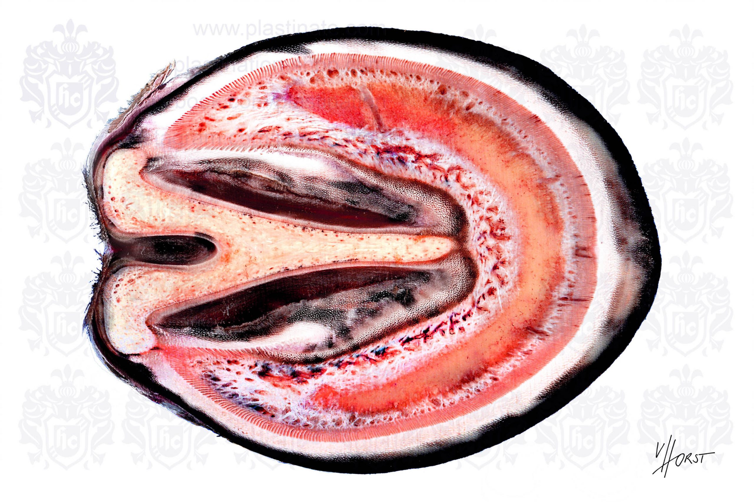 30222_2021 horse hoof horizontal section