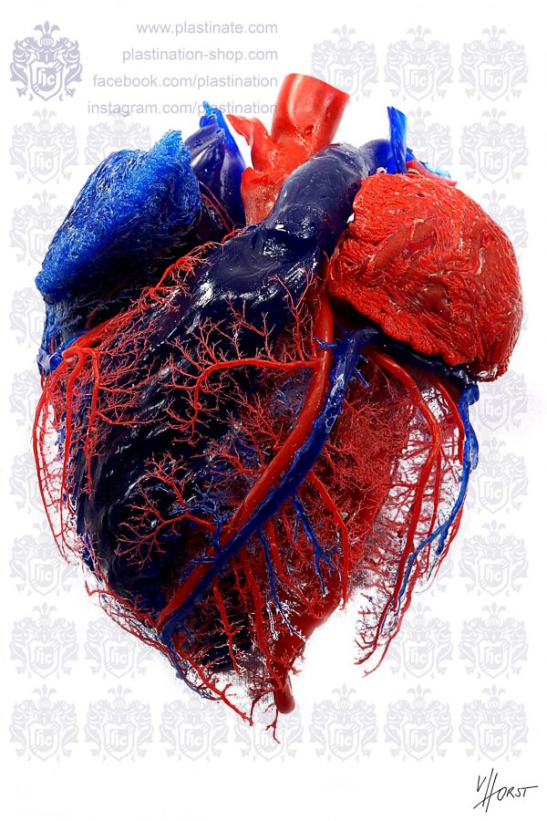 anatomy of the heart vascularisation