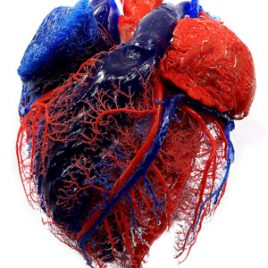 Heart vascularisation anatomy print