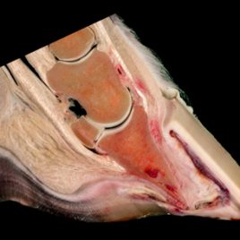 Pathologie Hufrehe Hufbeinrotation