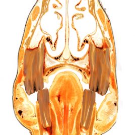 Horse teeth and nasal cavity topography