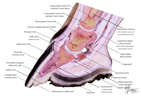 Horse hoof laminitis pathology specimen