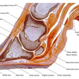 Bovine claw anatomy teaching chart
