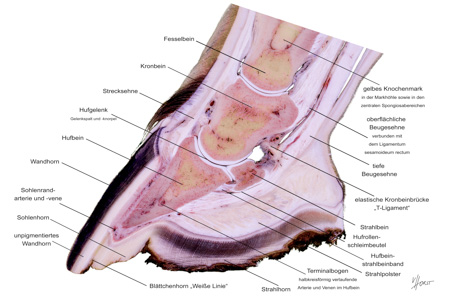 labelled hoof anatomy chart