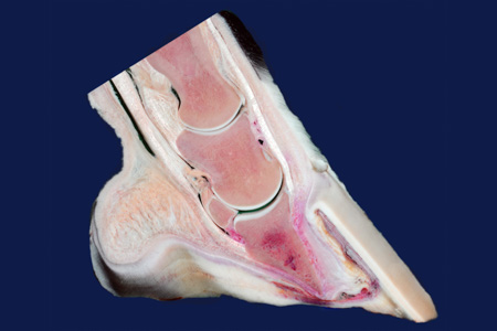 Horse hoof laminitis pathology specimen