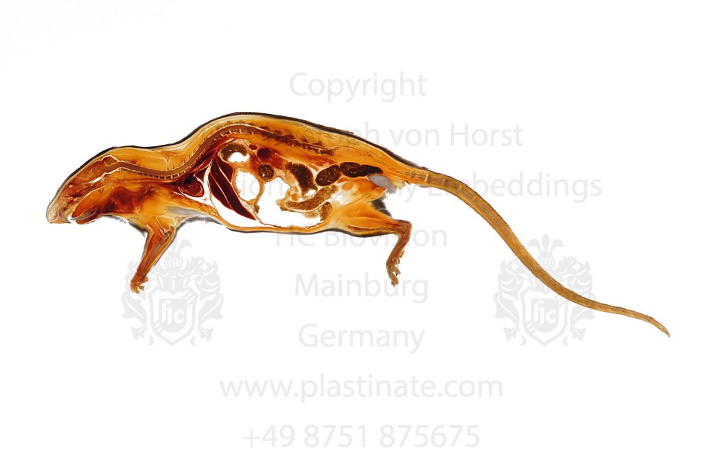 Rat with mating plug anatomy print - Plastination shop