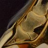 Hoof tendons and cartilage anatomy