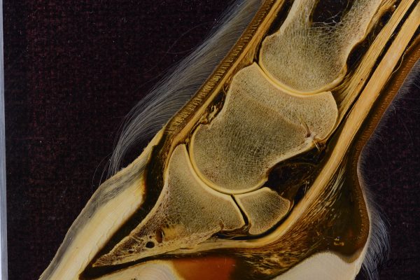 Hoof tendons and cartilage anatomy