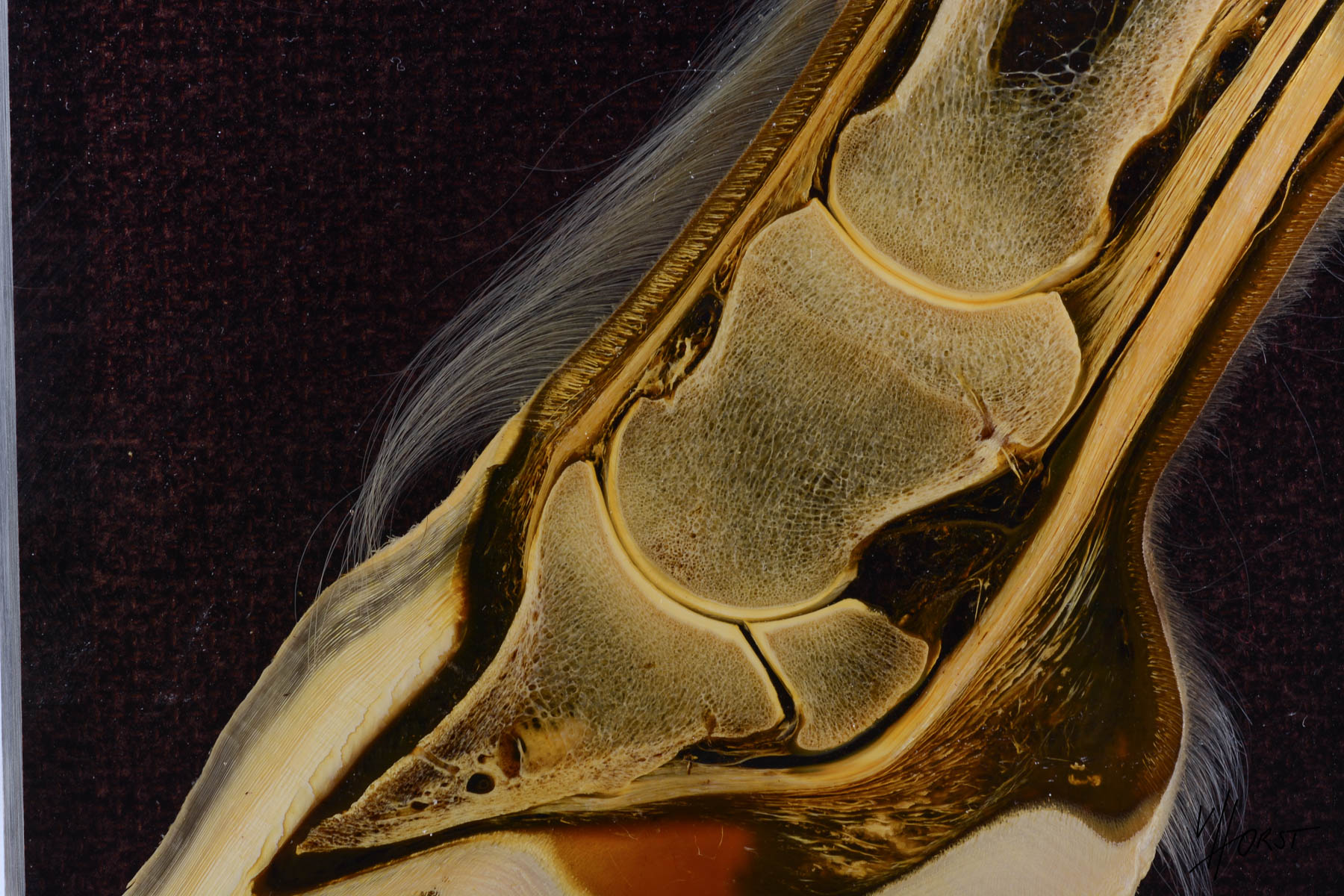Hoof tendons detail view Hoof tendons and cartilage anatomy