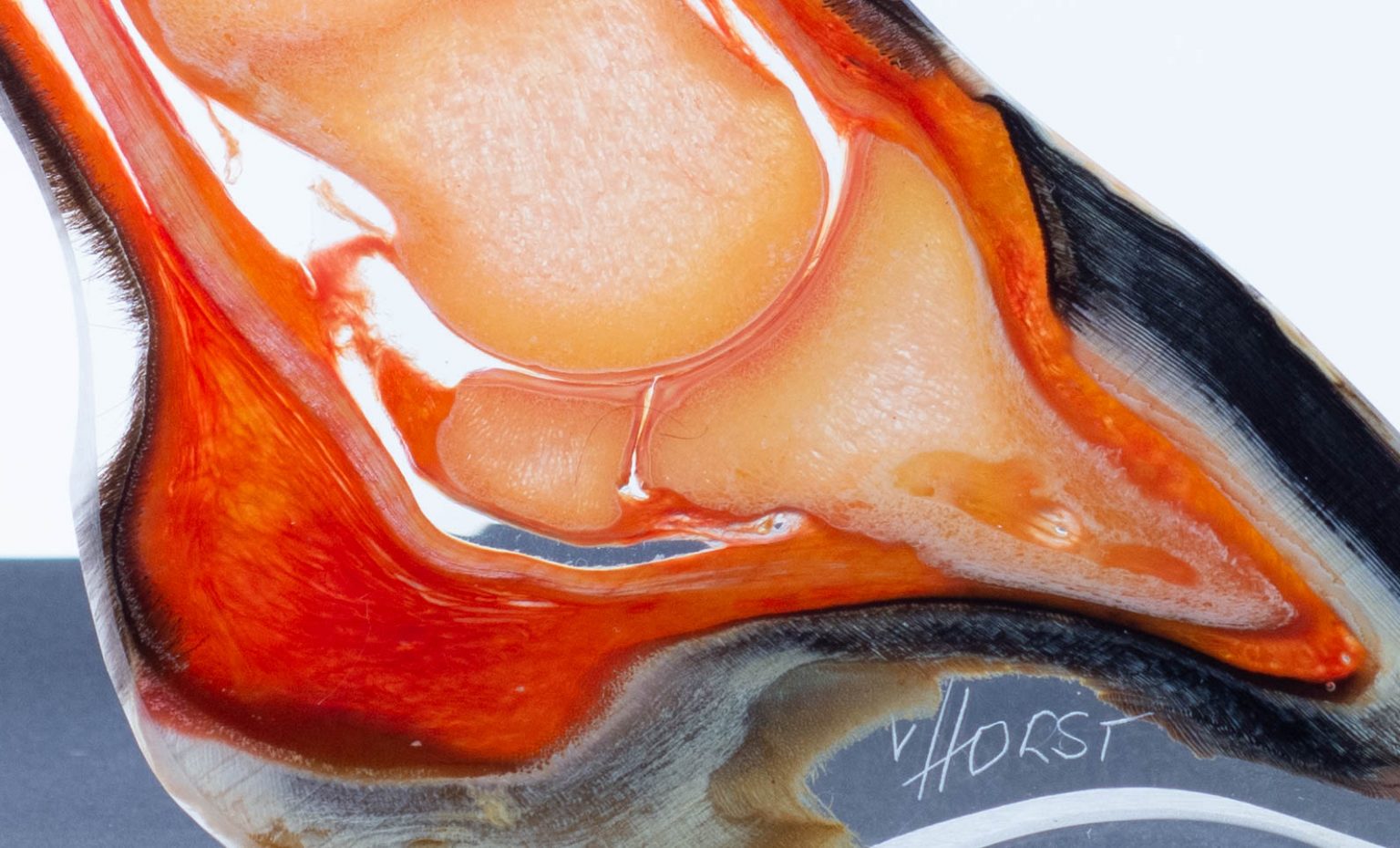 Equine hoof anatomical plastination Plastination Anatomy Embedding