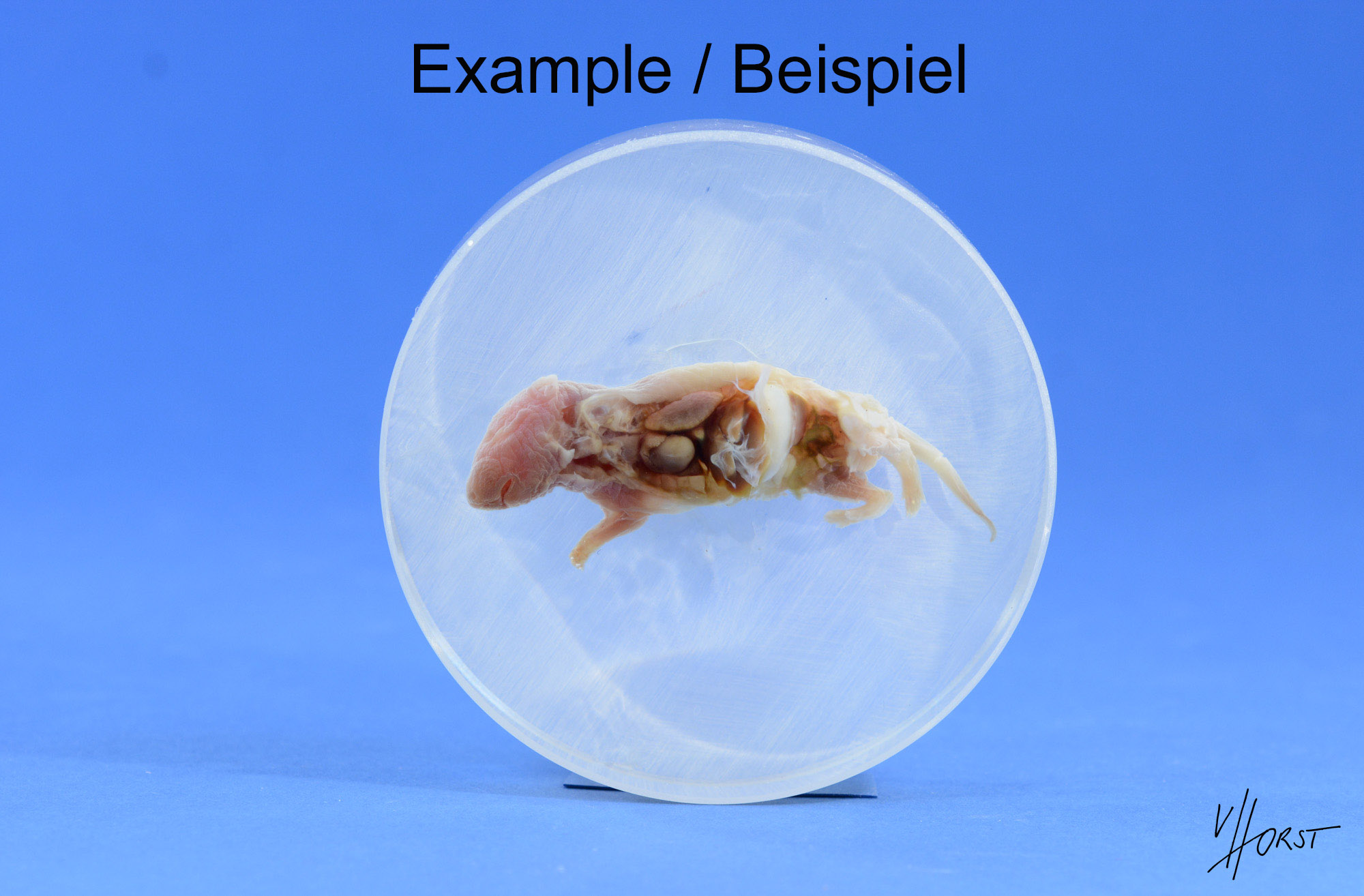 751-580 (4 von 2) Kopie