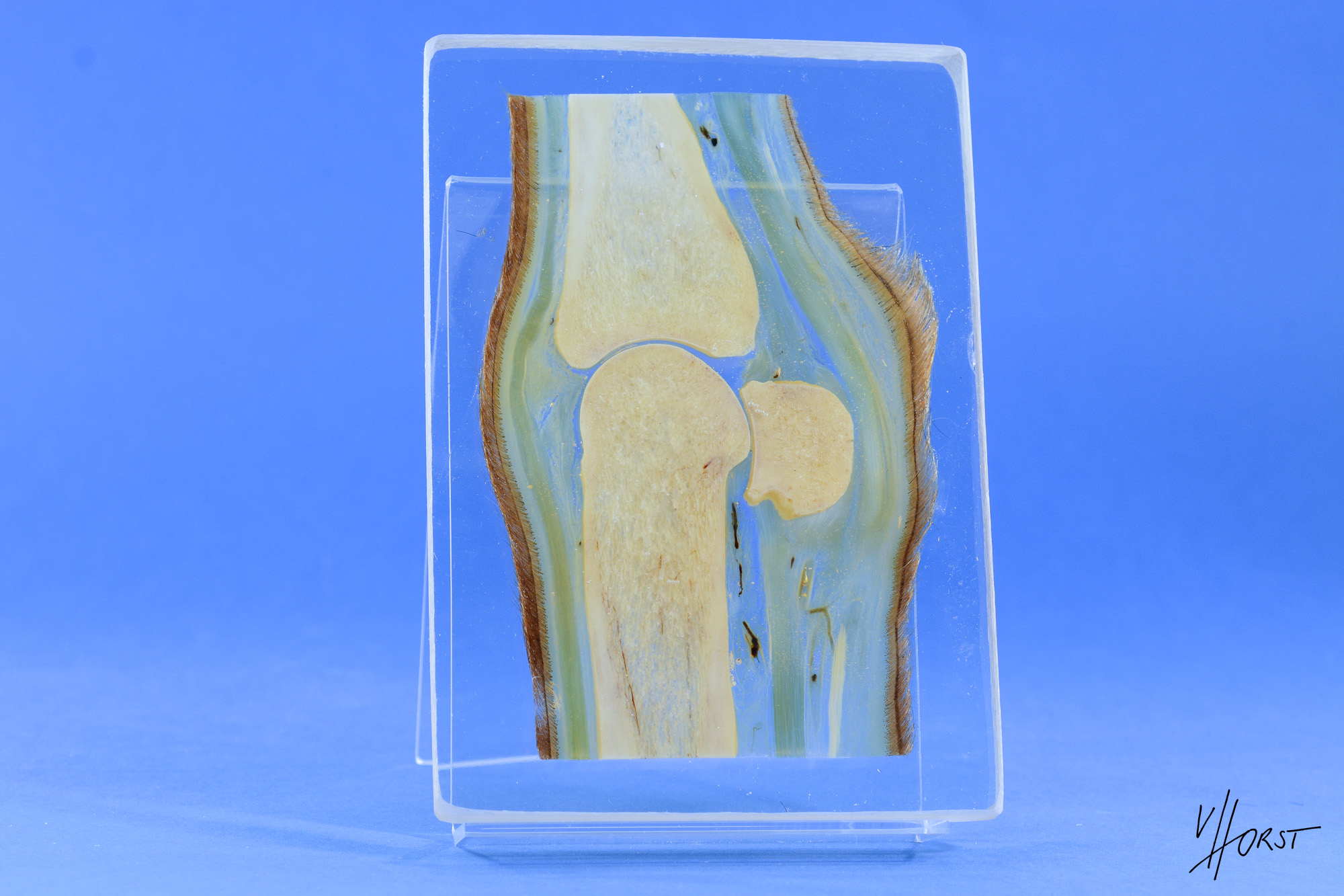 Horse fetlock joint sheet plastination Plastination Anatomy Embedding