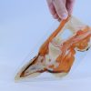 cow foot anatomy specimen