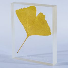 Ginkgo leaf plastinate embedding